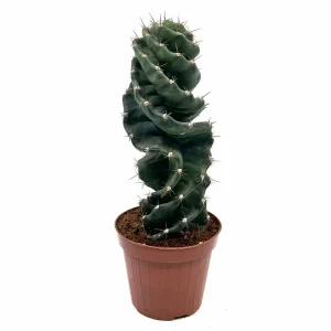 Cereus Forbesii Spiralis Cactus Y Suculentas M14 cm Ø