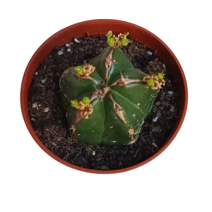 Euphorbia Handiensis Planta Suculenta Ø5