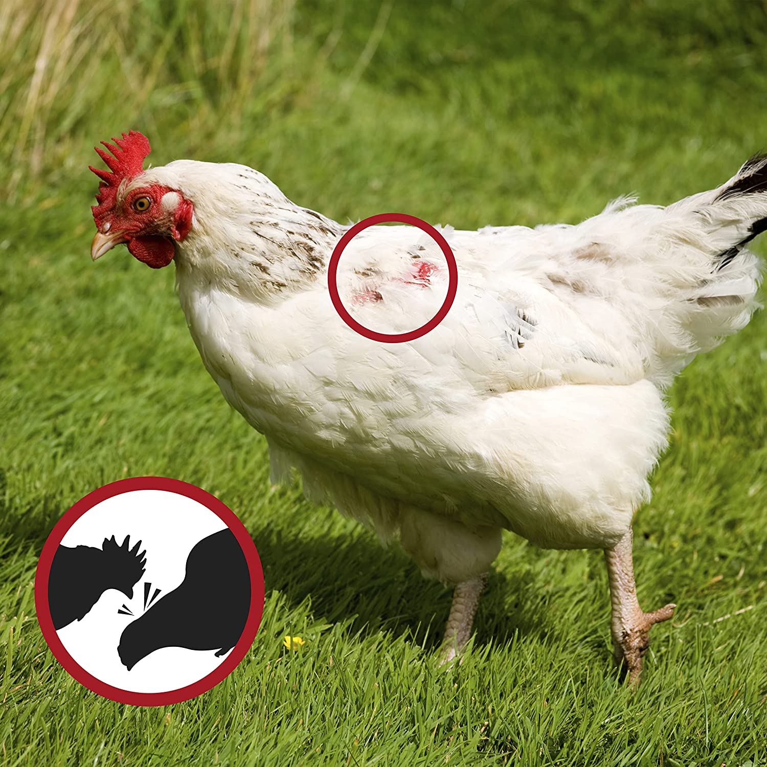 GranuPluma (1Kg) - Apoyo nutricional para la época de muda de las aves - Favorece el Emplumamiento - Formato granulado - Imagen 3