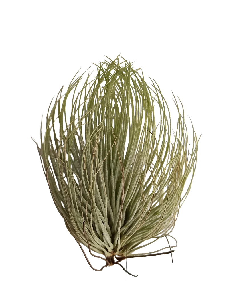 Tillandsia Andreana Planta Natural Clavel Del Aire