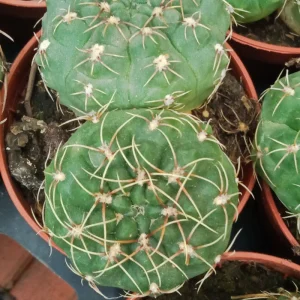 Gymnocalycium Baldanium Cactus Joven 5 Cms