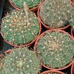 Gymnocalycium Sp Cactus Joven 5 Cms