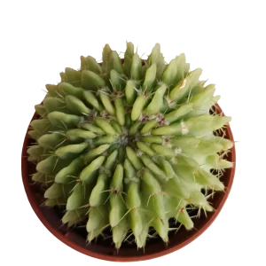 Cactus Echinopsis Oxygona Planta Ø5
