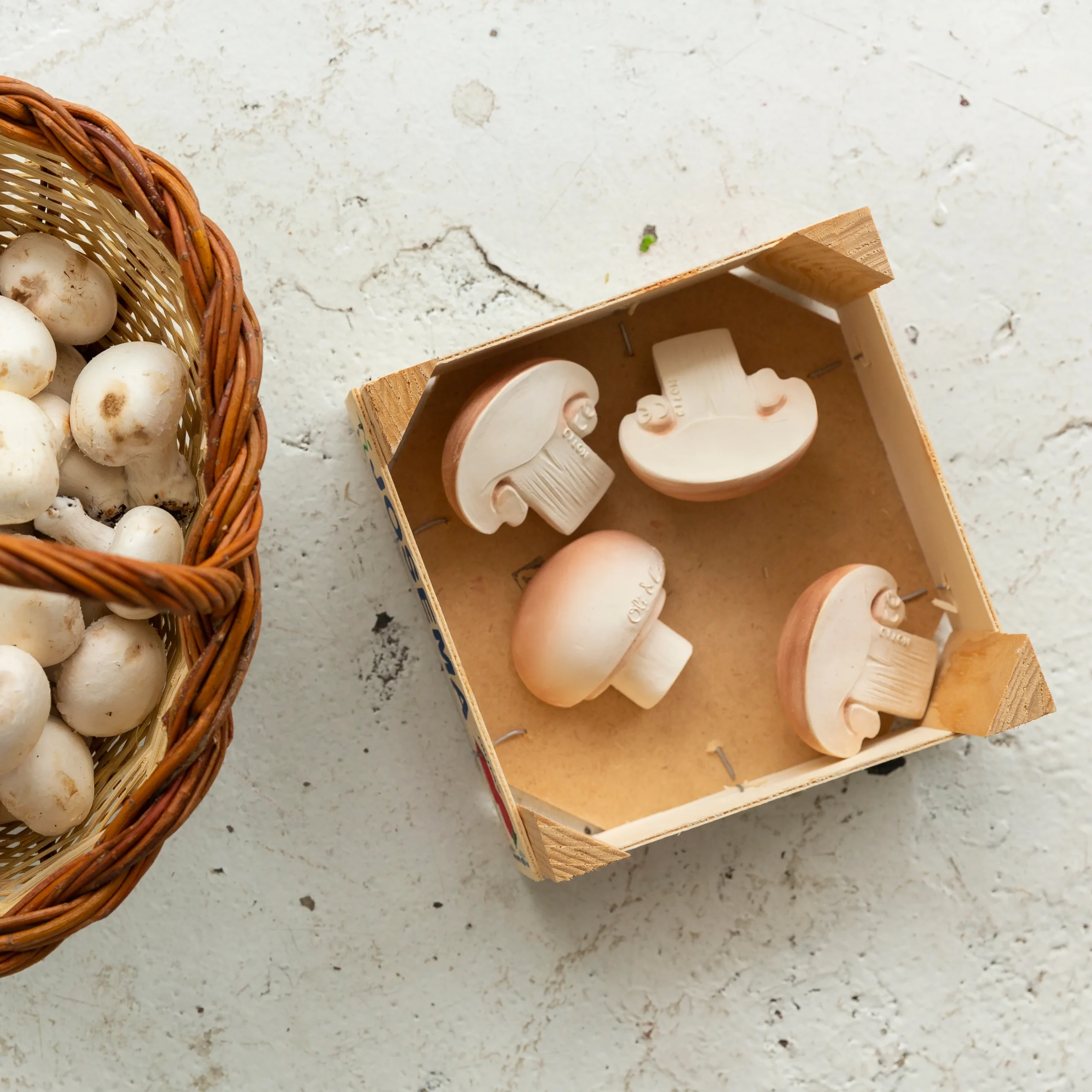 MANOLO THE MUSHROOM - Imagen 2