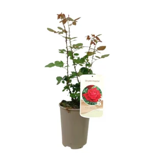 Rosal Perfumado Chrysler M20